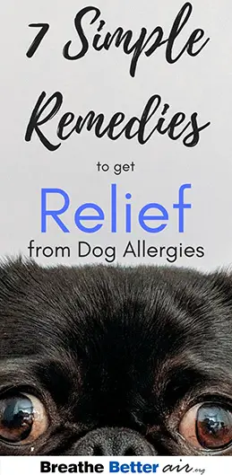7 Simple remedies to get relief From Dog Allergies