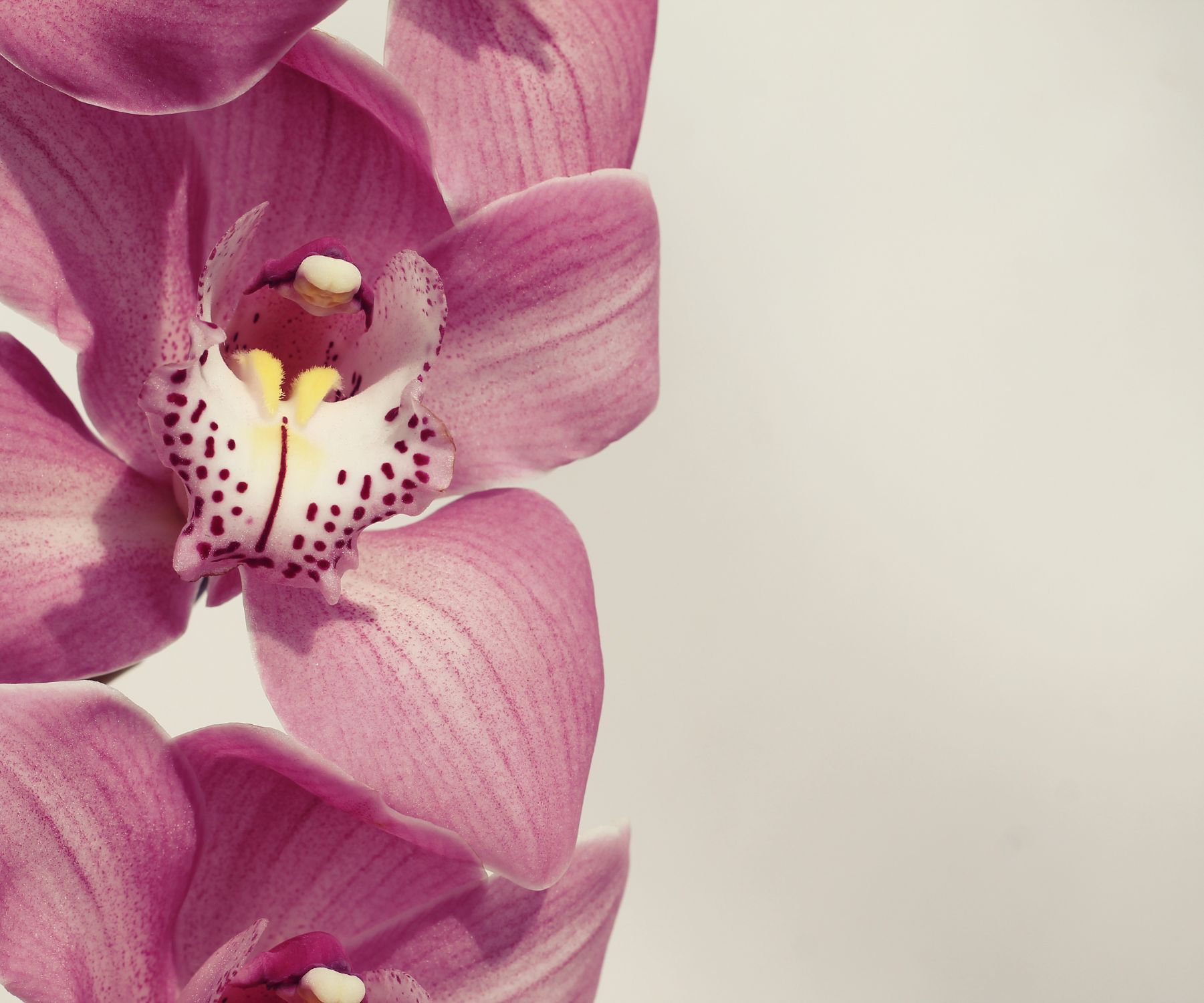 Orchid