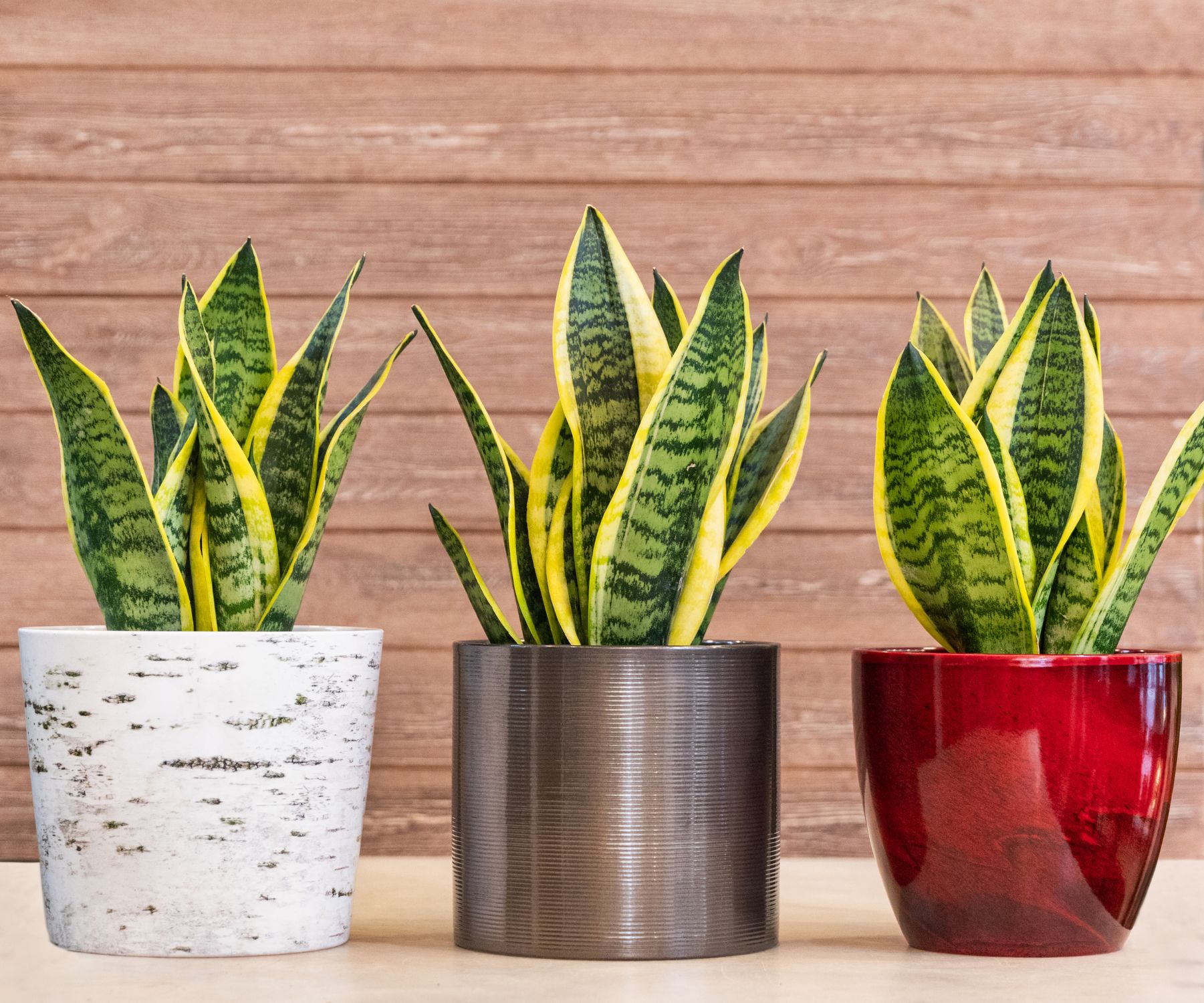 Snake Plant
