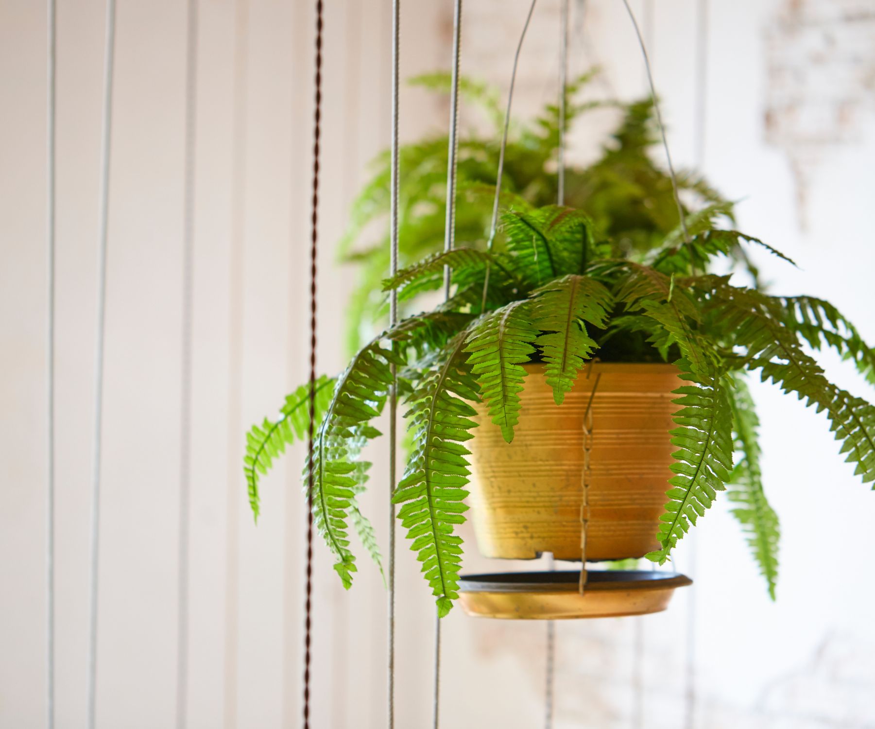 boston fern