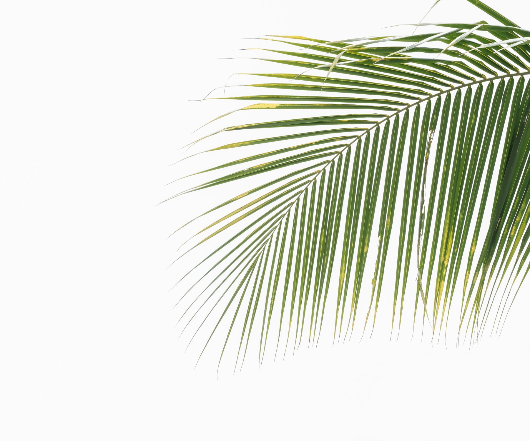 palm leaf plant