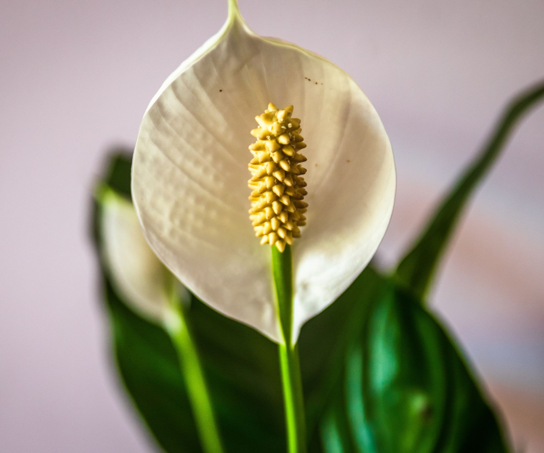 peace lily