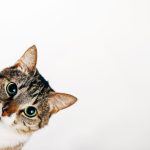 Air Purifier for Cat Allergy