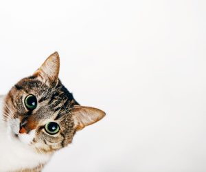 Air Purifier for Cat Allergy