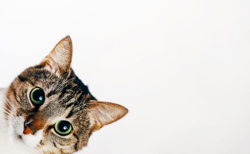 Air Purifier for Cat Allergy? Will it Work?