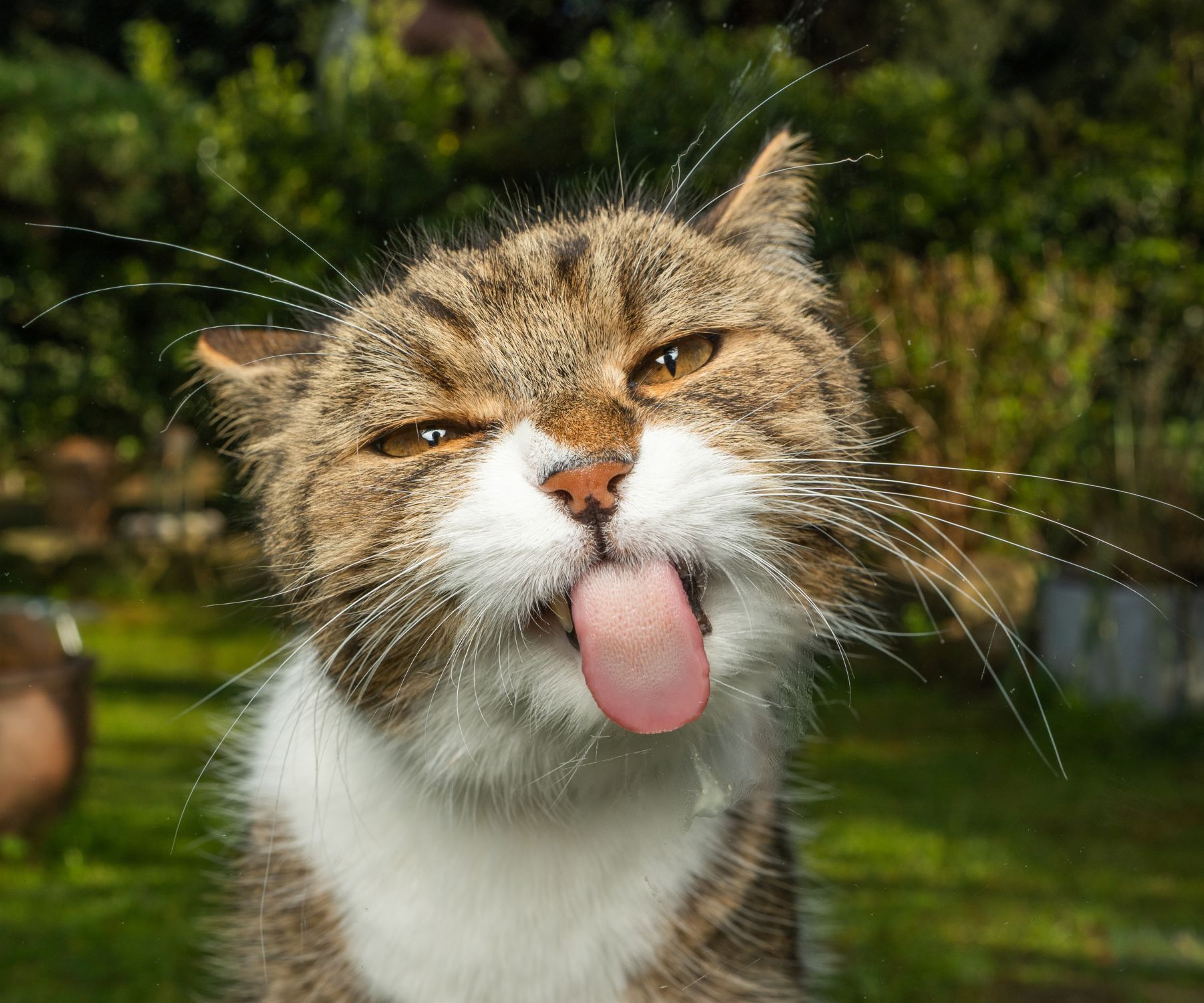 Will ozone work on cat urine