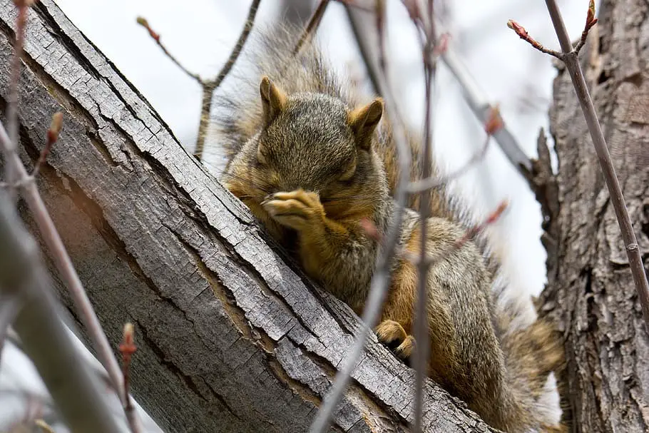 Can dehumidifiers cause you to cough