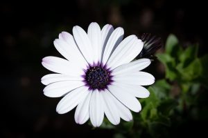 air purifier vs. ozone generator