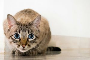 are air purifiers safe for cats