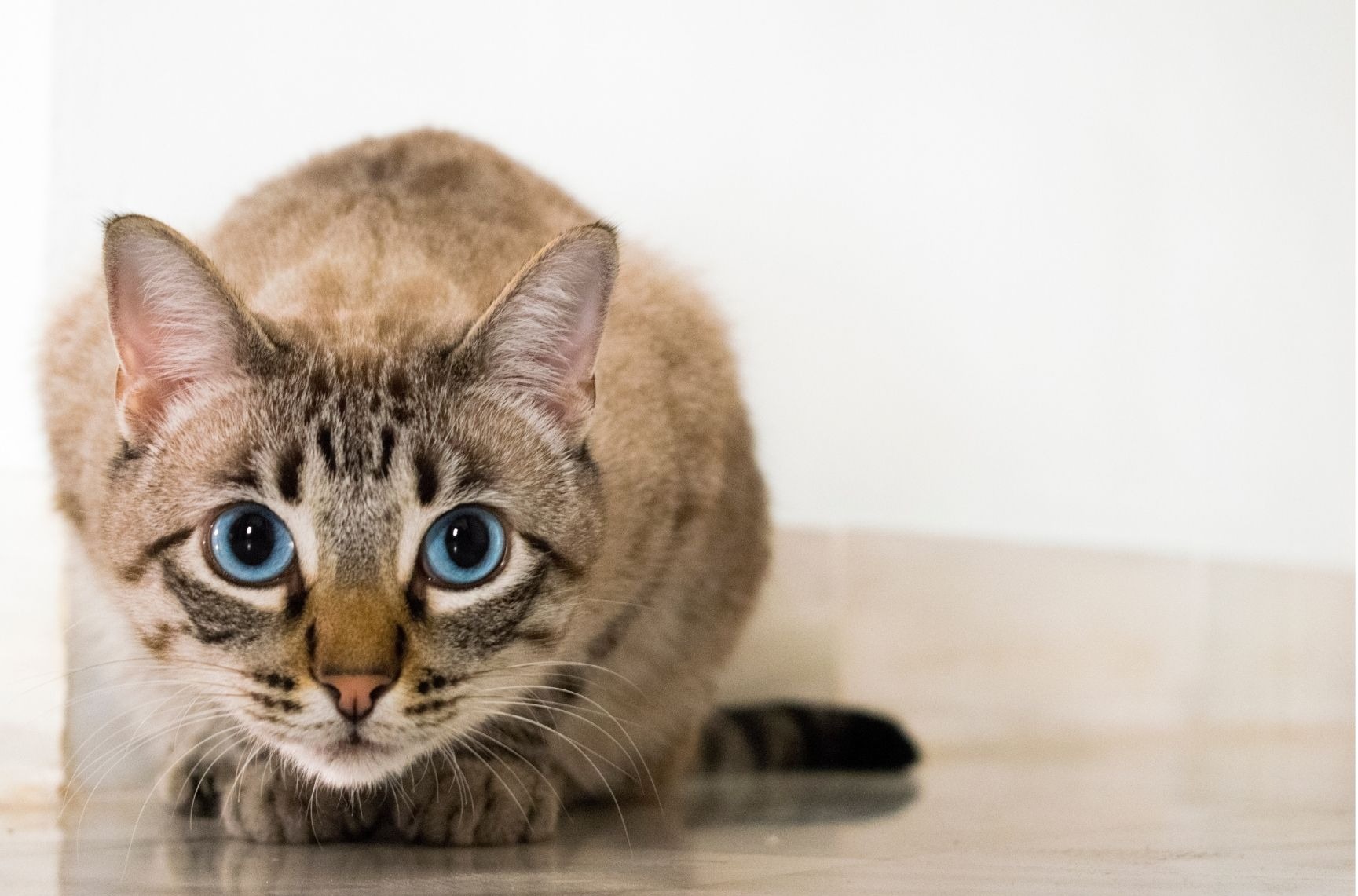 Cat litter dehumidifier