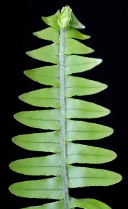 Nephrolepis obliterata -Kimberly Queen fern