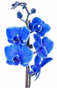 Orchidaceae -Orchid