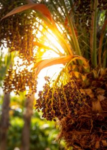 Phoenix roebelenii - pygmy date palm/Dwarf