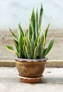 Sansevieria -Mother-in-law's tongue / snake plant