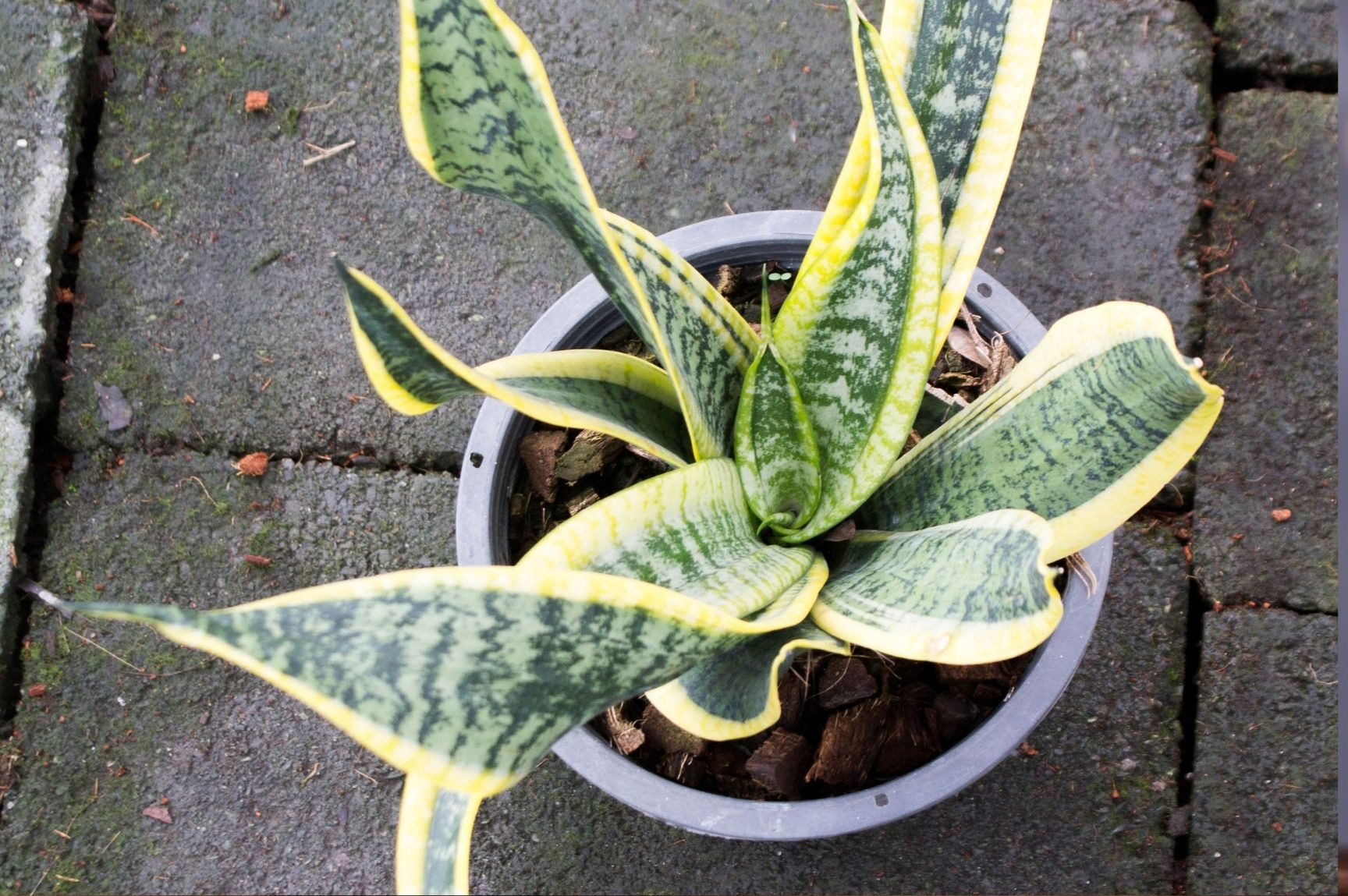 Do Snake Plants Clean The Air?