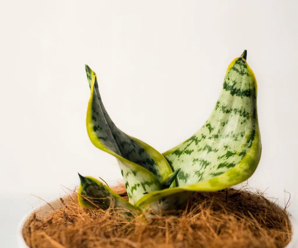houseplant for helping maintain natural humidity in a home.
