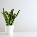 Do Snake Plants Clean The Air? (Mother-in-Law Tongue Benefits) snake plant