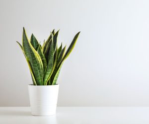 snake plant