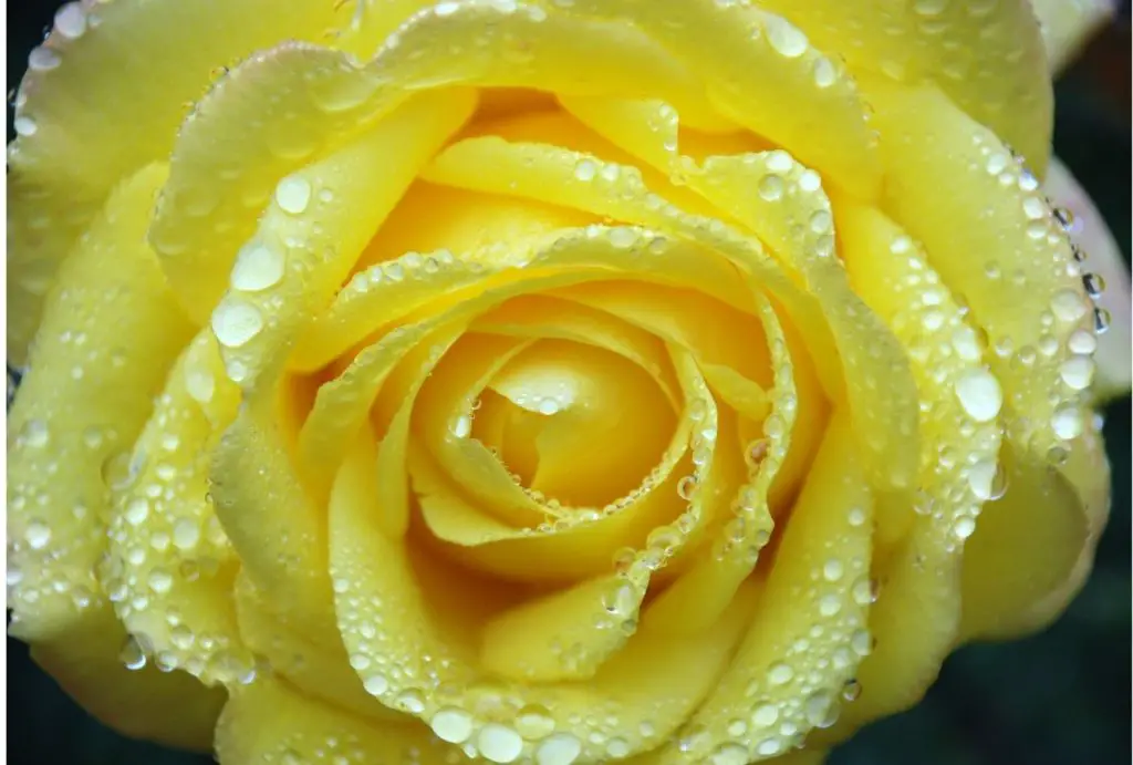 Dew