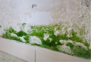 Does an Air Purifier Help with Mold