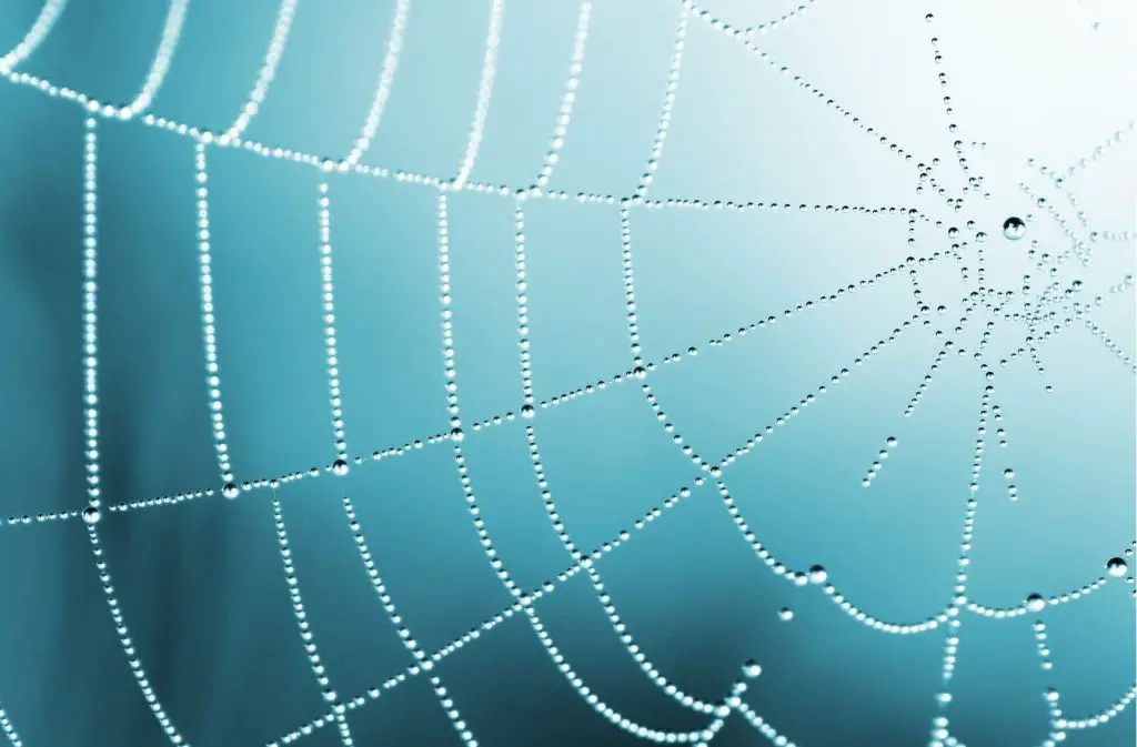 Does hairspray kill spiders