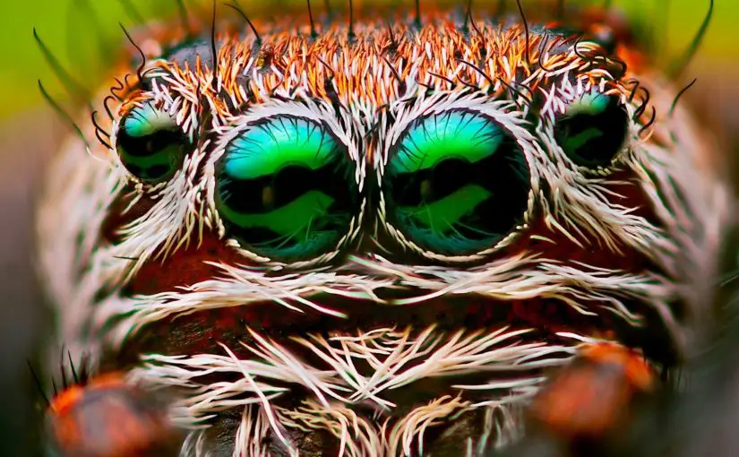 What Kills Spiders? Vinegar? Bleach? Hairspray?