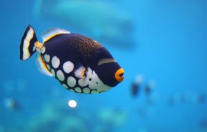 Why Does my Humidifier Smell Like Fish