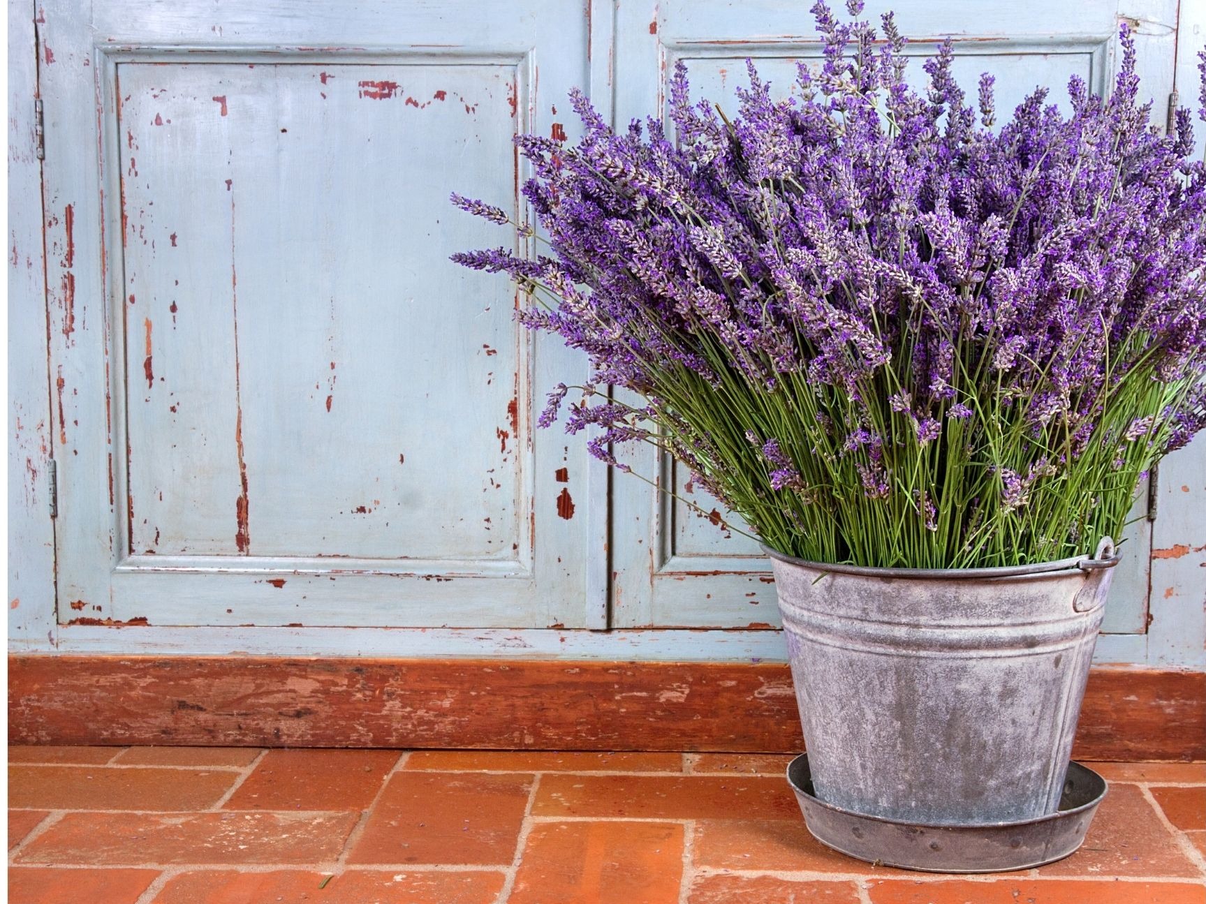 Can you put a vanilla extract into a diffuser?