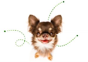 does clorox bleach kill fleas