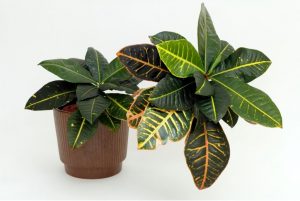 plant humidifier