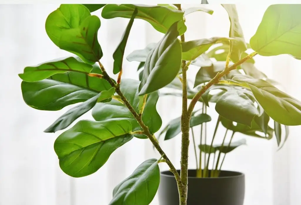 when should i use a humidifier for my plants