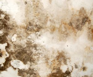 Understanding Mold in Window Air Conditioners