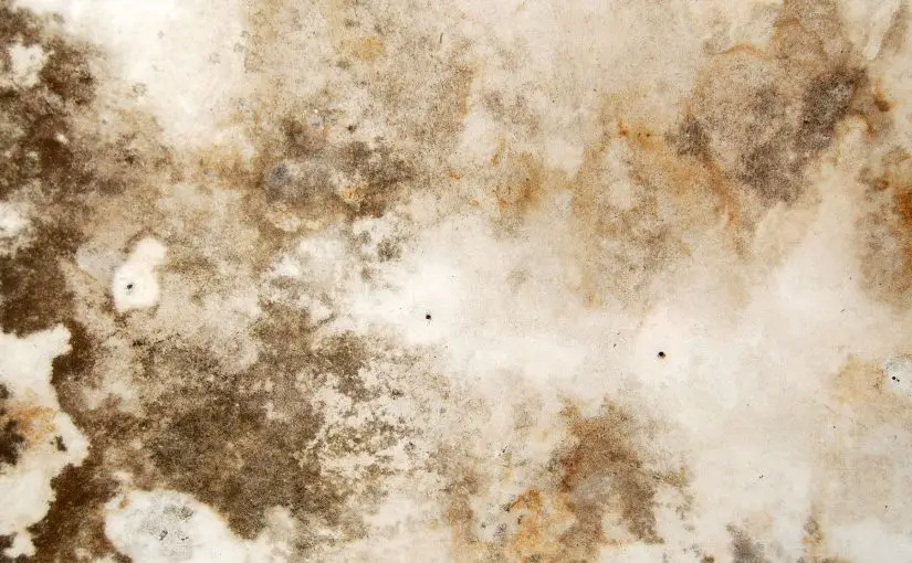 Understanding Mold in Window Air Conditioners