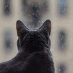 Will a Window Air Conditioner Work When it's Raining? Will a Window Air Conditioner Work When it's Raining