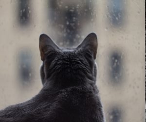 Will a Window Air Conditioner Work When it's Raining