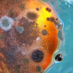 How To Clean Mold From Your Window Air Conditioner