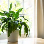 Breathe Easy: 20 Indoor Plants That Clean the Air and Remove Toxins indoor plants that clean the air and remove toxins