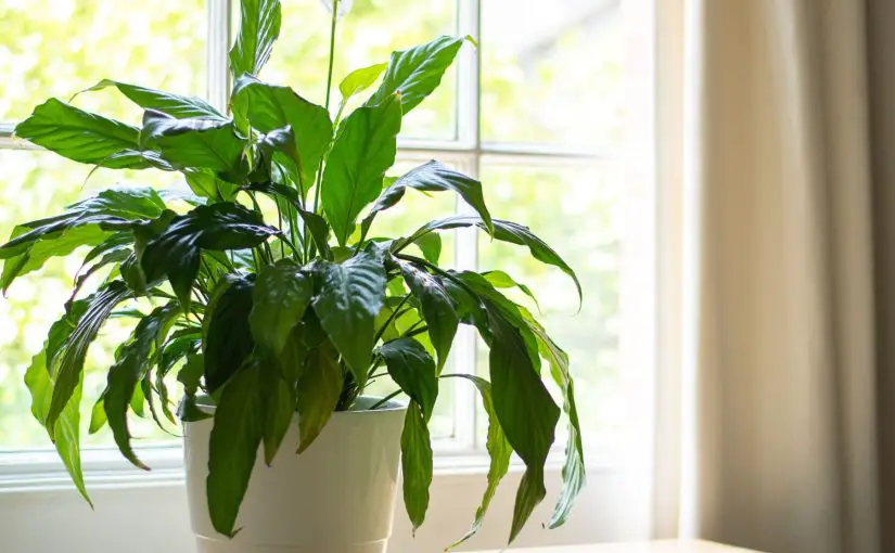 indoor plants that clean the air and remove toxins
