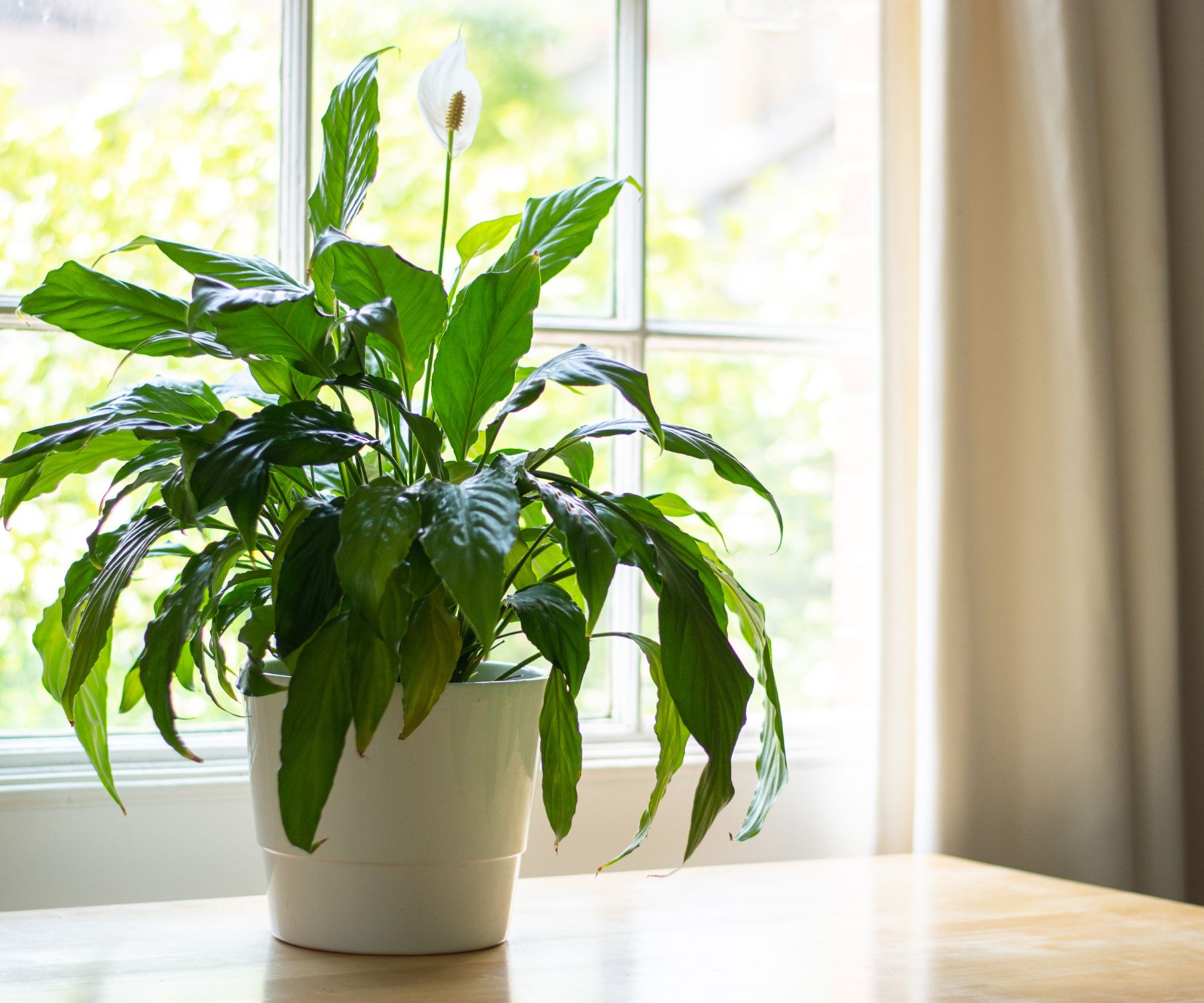 indoor plants that clean the air and remove toxins