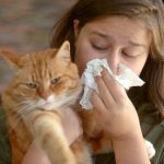 Natural Remedies to Alleviate Allergies to Cats Allergies to Cats