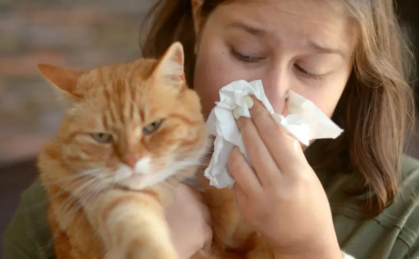 Can Air Purifiers Help with Cat Allergies?