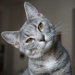 Can You Develop a Cat Allergy Later in Life? Can You Develop a Cat Allergy Later in Life
