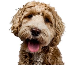 Do Air Purifiers Help With Pet Dander