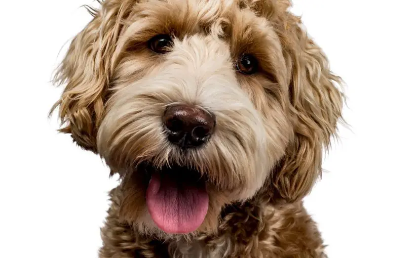 Do Air Purifiers Help With Pet Dander? What You Need