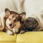 Do Air Purifiers Work for Pet Allergies? A Helpful Guide Do Air Purifiers Work for Pet Allergies