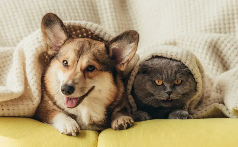 Do Air Purifiers Work for Pet Allergies? A Helpful Guide