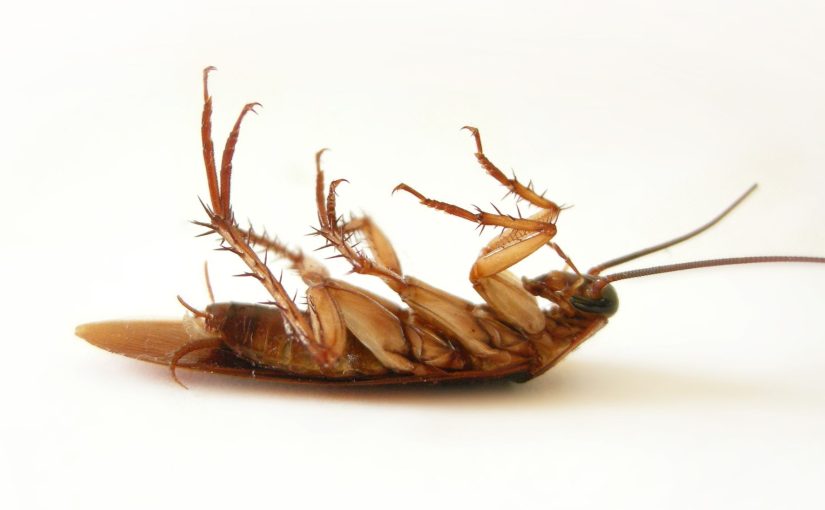 Do Cockroaches Really Spread Disease