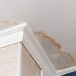 The Hidden Dangers of Painting Over Mold How to Tell If Mold Has Been Painted Over