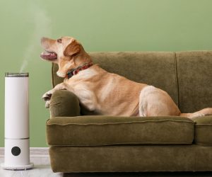 picture of a dog with his nose in the cool mist coming from a humidifier