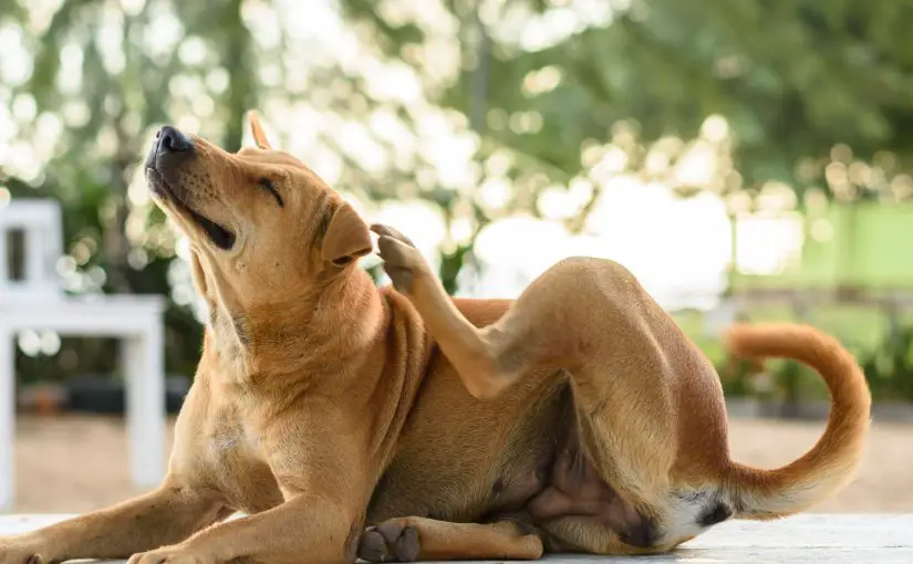 Why Does My Dog Constantly Scratch and Smell Bad?